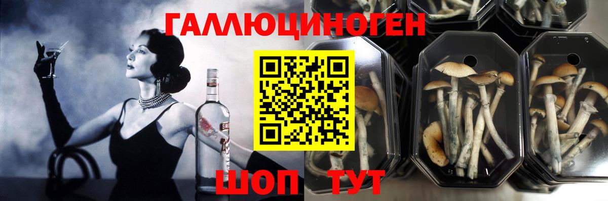Тара  Псилоцибиновые грибы ЛСД  Вход с VPN 